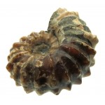 Fossilised Ammonite Ribbed Specimen 06