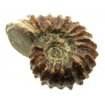 Fossilised Ammonite Ribbed Specimen 07