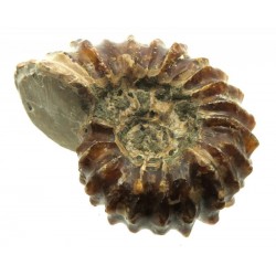 Fossilised Ammonite Ribbed Specimen 07