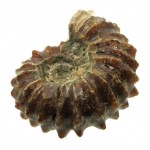 Fossilised Ammonite Ribbed Specimen 07