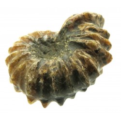 Fossilised Ammonite Ribbed Specimen 08