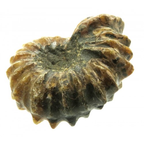 Fossilised Ammonite Ribbed Specimen 08