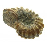 Fossilised Ammonite Ribbed Specimen 08