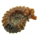 Fossilised Ammonite Ribbed Specimen 09
