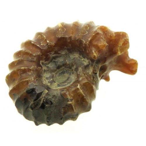 Fossilised Ammonite Ribbed Specimen 09