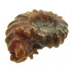 Fossilised Ammonite Ribbed Specimen 09