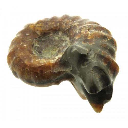 Fossilised Ammonite Ribbed Specimen 10