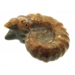 Fossilised Ammonite Ribbed Specimen 10