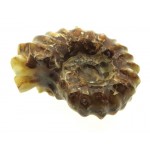 Fossilised Ammonite Ribbed Specimen 11