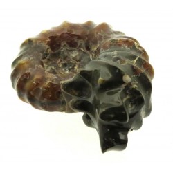Fossilised Ammonite Ribbed Specimen 13