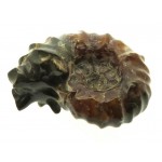 Fossilised Ammonite Ribbed Specimen 13