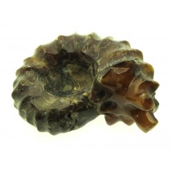 Fossilised Ammonite Ribbed Specimen 14