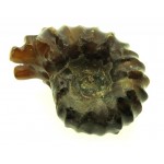 Fossilised Ammonite Ribbed Specimen 14