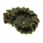 Fossilised Ammonite Ribbed Specimen 15