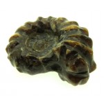 Fossilised Ammonite Ribbed Specimen 15