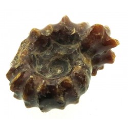 Fossilised Ammonite Ribbed Specimen 16