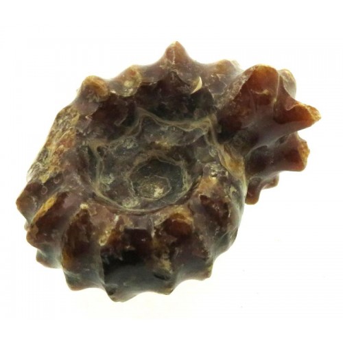 Fossilised Ammonite Ribbed Specimen 16