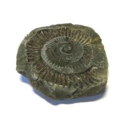 Ammonite Relief Impression Specimen 01