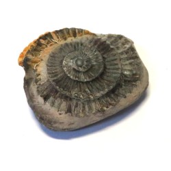 Ammonite Relief Impression Specimen 02