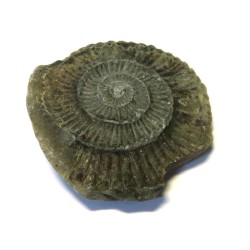 Ammonite Relief Impression Specimen 03