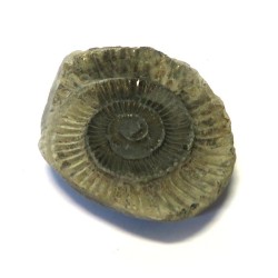 Ammonite Relief Impression Specimen 04