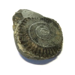 Ammonite Relief Impression Specimen 05