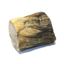 Petrified Wood Specimen 01