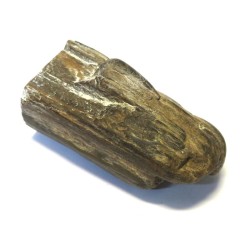 Petrified Wood Specimen 02