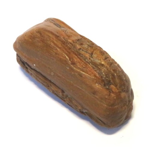 Petrified Wood Specimen 03