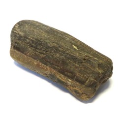 Petrified Wood Specimen 05